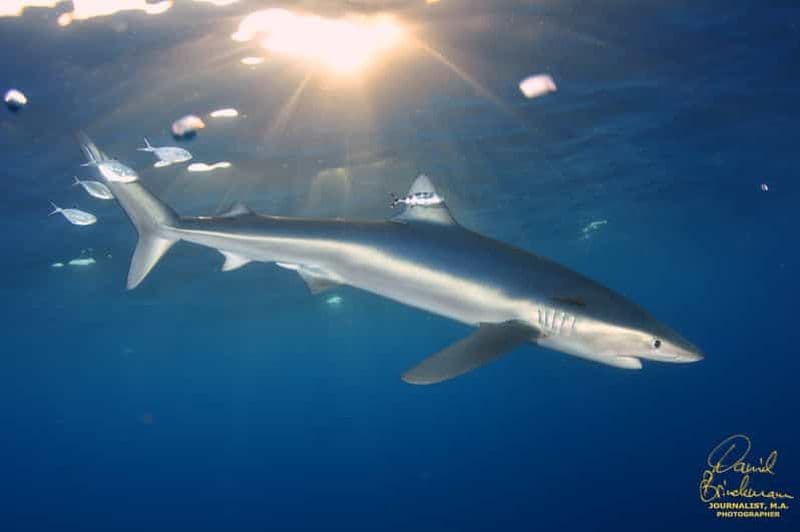 Billet Açores : Nager avec les requins