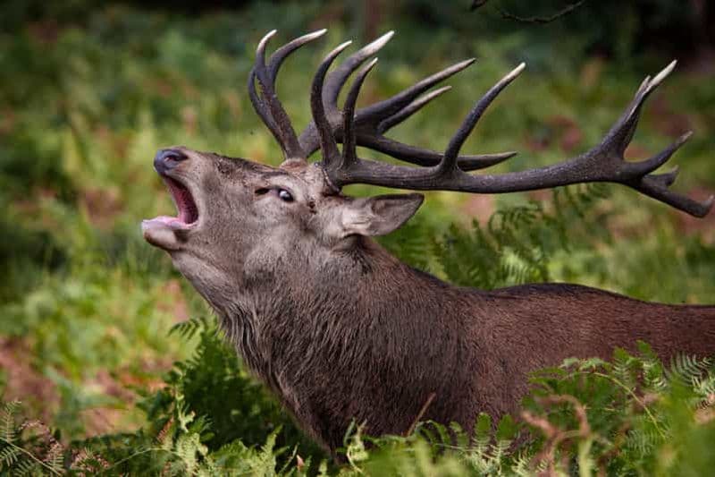 Billet Londres : promenade guidée et photographie dans Richmond Park