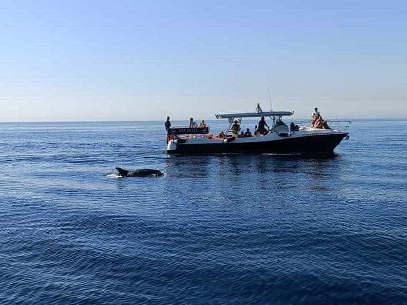 Billet Fuengirola : Fantastique excursion en bateau pour observer les dauphins avec boisson