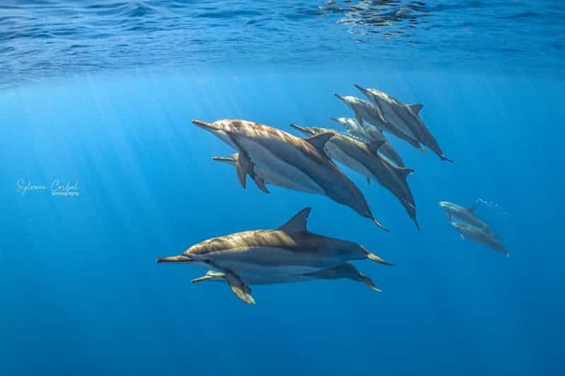 Billet Réunion : Excursion dauphins et baleines à Saint-Gilles