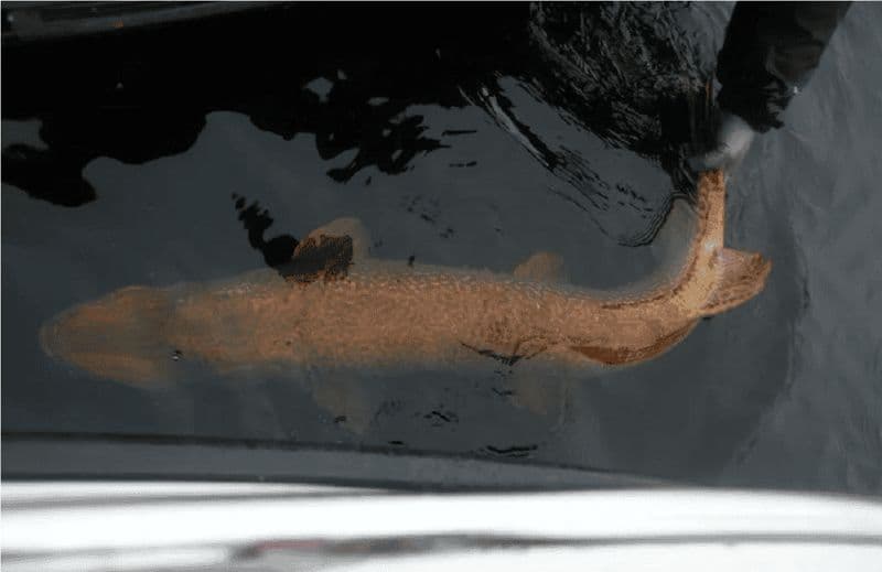 Billet Expérience de pêche au grand brochet sous le soleil de minuit en Laponie finlandaise