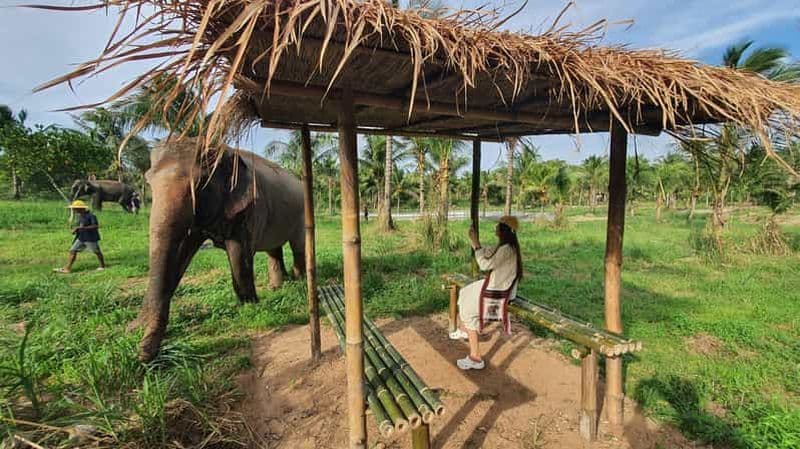 Billet Depuis Pattaya : Excursion d'une journée au Sanctuaire d'éléphants Living Green