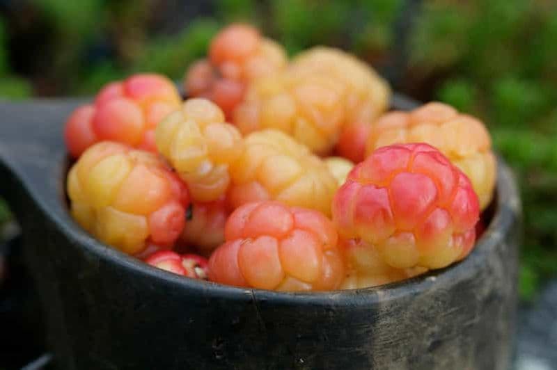 Billet Rovaniemi : excursion cueillette de baies et de champignons avec crêpes