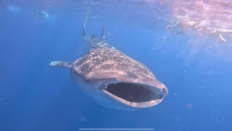 Billet Isla Mujeres - Plongée avec masque et tuba pour les requins-baleines et les raies manta
