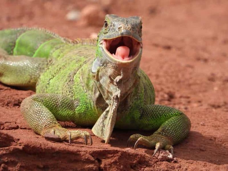 Billet Agadir ou Taghazout : Crocoparc + Monde des dauphins + Billets