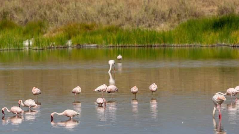 Billet Safari de 2 jours en voiture et en bateau dans la réserve animalière de Selous