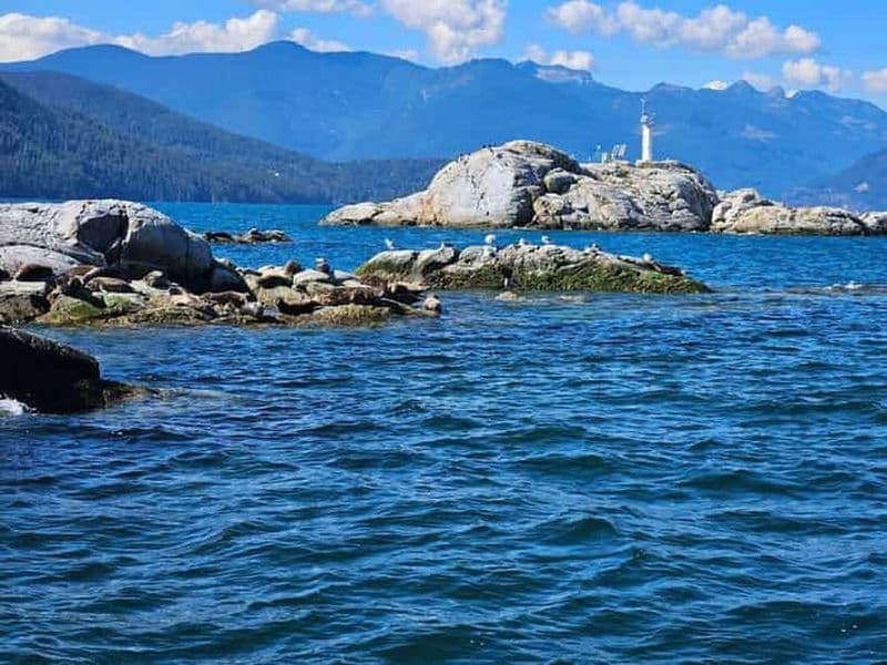 Billet Vancouver : Tour en bateau de plongée en apnée, de kayak et d'aventure avec les phoques
