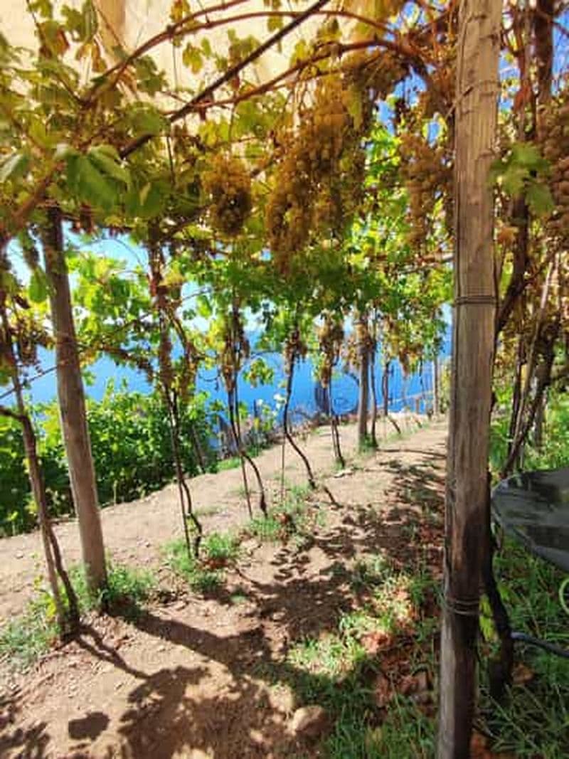 Billet Volastra : dégustation de vin BarCa aux Cinque Terre et cours de pesto