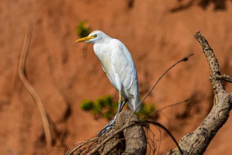 Billet Iringa : safari de 2 jours dans le parc national de Ruaha avec safaris en 4x4