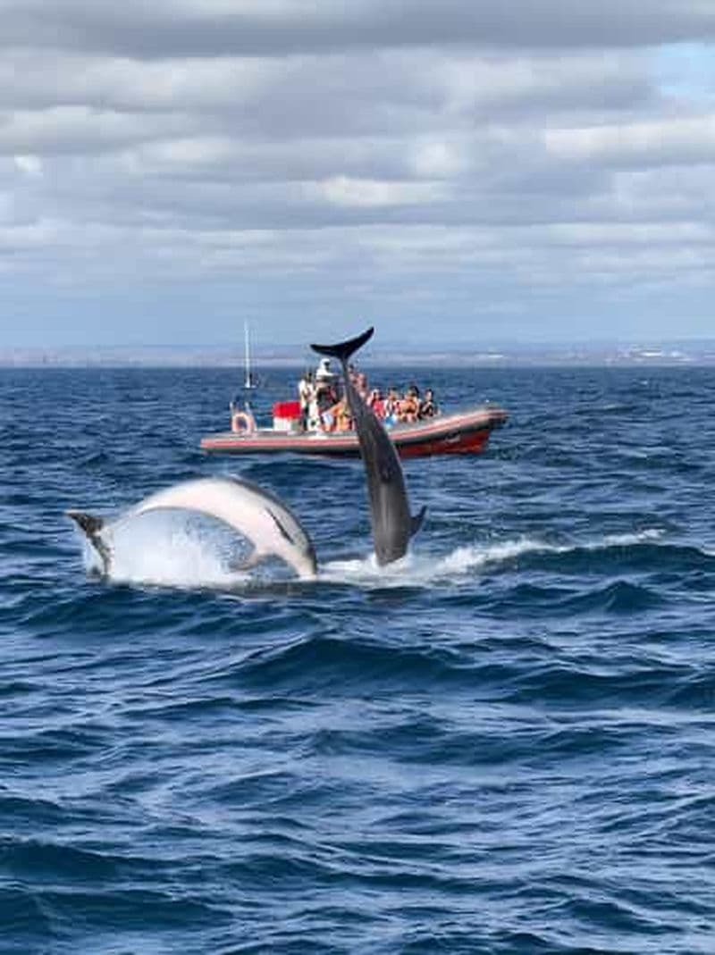 Billet Albufeira : croisière d'observation des dauphins et de la grotte de Benagil