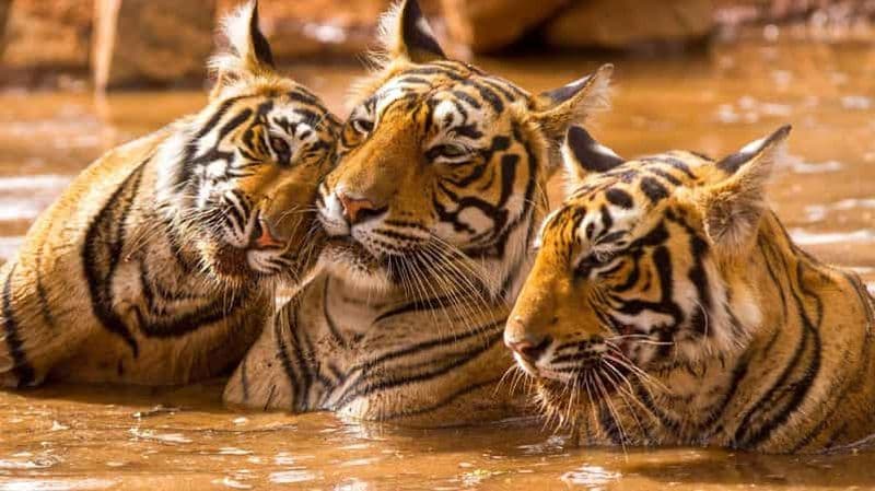 Billet Safari des tigres en 3 jours : De Jaipur à Agra, jusqu'à Delhi