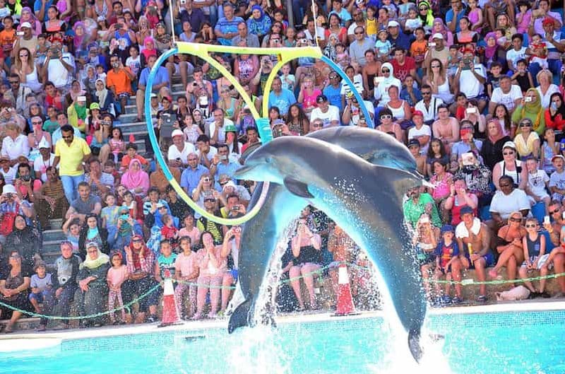 Billet Sharm el-Sheikh : Spectacle de dauphins et baignade facultative avec les dauphins