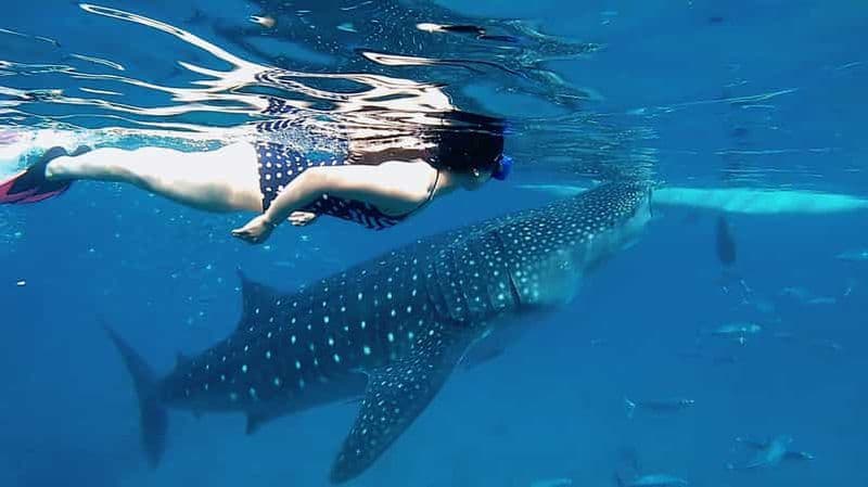 Billet Cebu : nage avec les requins baleines et canyoning aux chutes de Kawasan
