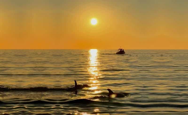 Billet Alcudia : observation des dauphins au lever du soleil en hors-bord