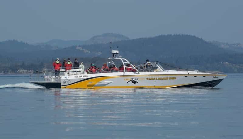 Billet Victoria : excursion d'observation des baleines au coucher du soleil sur un bateau Scarabée ouvert