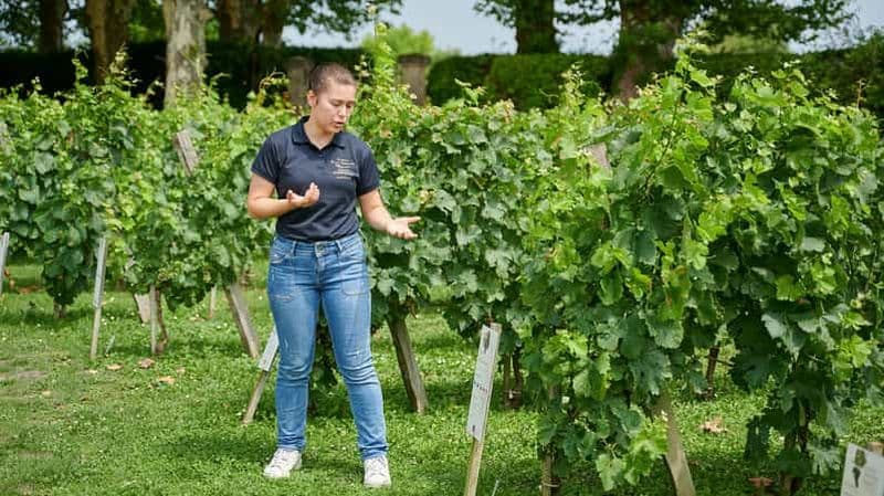 Billet Margaux - Visite Découverte du vignoble avec une dégustation de 4 vins
