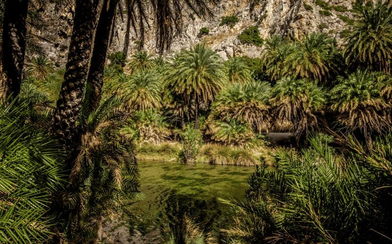 Billet Preveli depuis Héraklion : plage exotique et forêt de palmiers, prise en charge