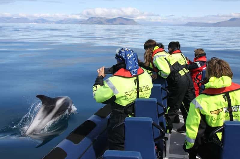Billet Depuis Reykjavik : Observation des baleines en bateau rapide