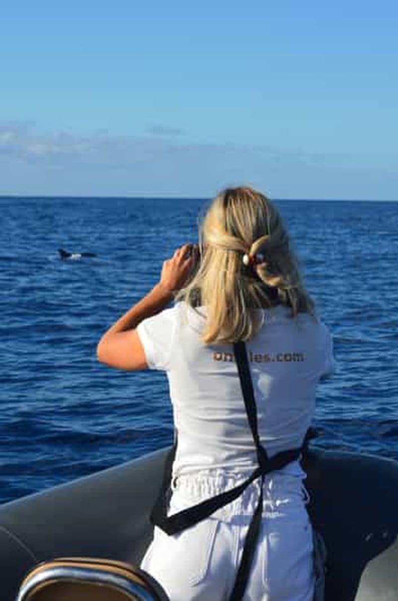 Billet Calheta : Visite en petit groupe d'observation des baleines et des dauphins