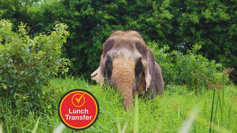 Billet Bangkok : visite guidée éthique avec éléphants et transferts hôtel