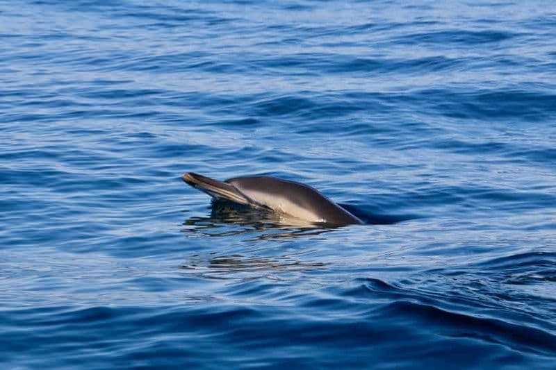 Billet Sesimbra : Observation des dauphins avec un biologiste marin