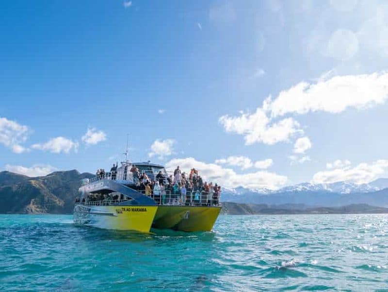 Billet Kaikoura : croisière observation des baleines