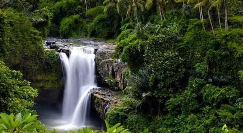 Billet Ubud : forêt des singes, cascade de Tegenungan et rizières en terrasses