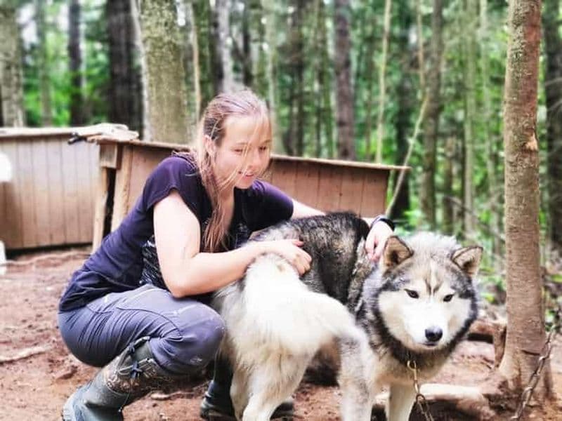 Billet 15 min. Tadoussac : Visite des coulisses du chenil de chiens de traîneau