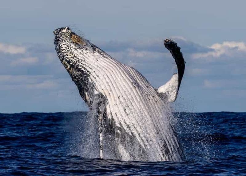 Billet Sydney : croisière panoramique d'observation des baleines - baleines garanties