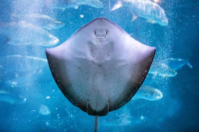 Billet Nouvelle-Orléans : billet pour l'aquarium et l'insectarium Audubon