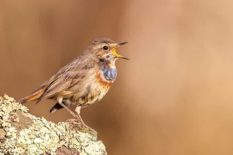 Billet Lisbonne : Excursions privées d'observation des oiseaux avec un guide local
