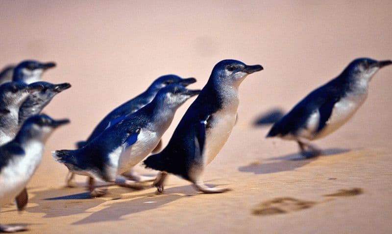 Billet Depuis Melbourne : Circuit écologique de la parade des pingouins de Phillip Island