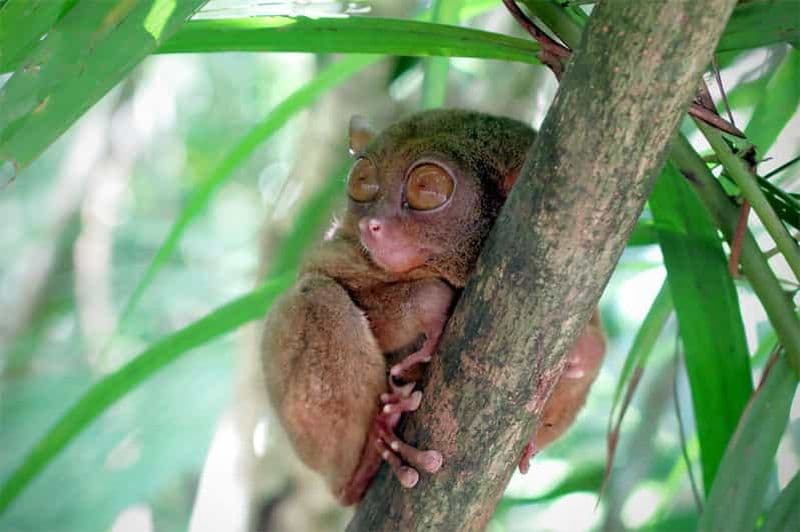 Billet Bohol hors des sentiers battus : tarsiers, Chocolate Hills et déjeuner