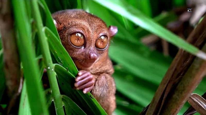 Billet Au départ de Cebu : visite exclusive de la campagne de Bohol et déjeuner buffet