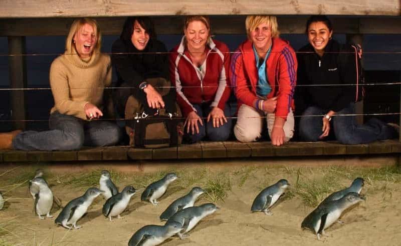 Billet Visite de l'après-midi de la parade des pingouins de Phillip Island au départ de Melbourne