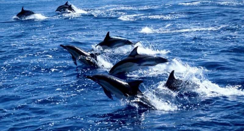 Billet Visite de la grotte de Salaam, plage de Paje, déjeuner au restaurant The Rock, visite de la grotte de Kuza