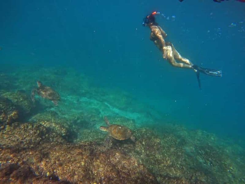 Billet Depuis Dubaï : Fujairah : plongée en apnée avec les tortues, transfert et barbecue