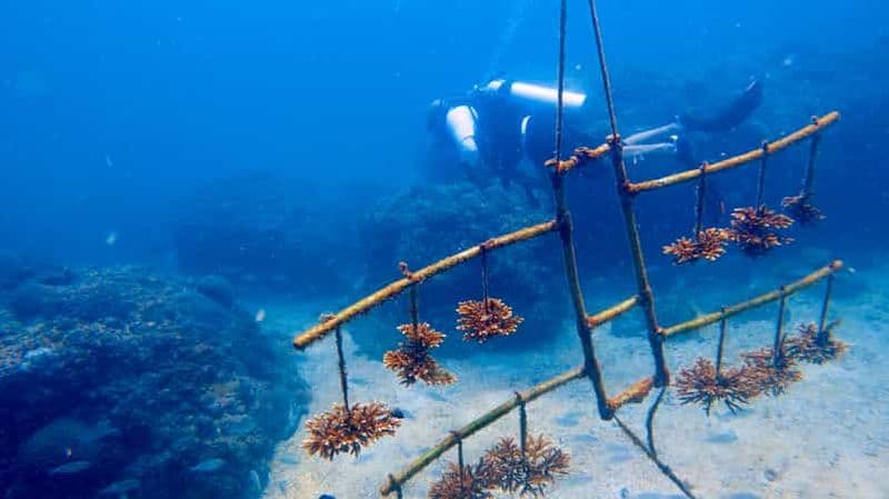 Billet Plage de Qantab : Découverte de la plongée sous-marine
