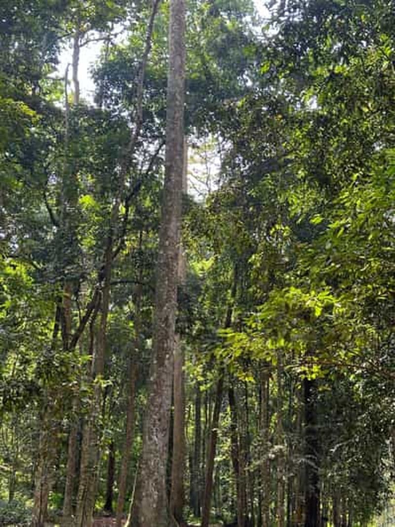 Billet Banco : visite de la deuxième foret primaire au monde