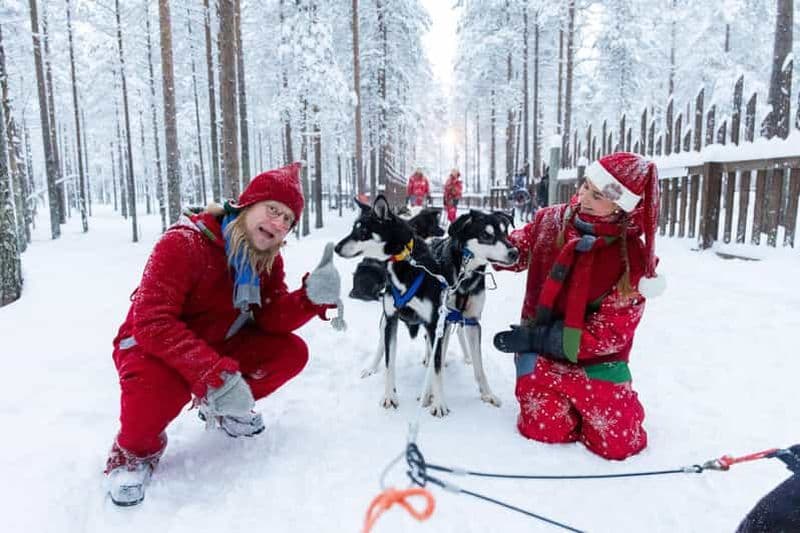 Billet Rovaniemi : rencontrez les chiens huskies les plus fidèles du Père Noël