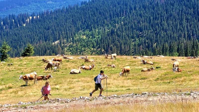 Billet Depuis Cluj-Napoca : Randonnée d'une journée au pic Vlădeasa