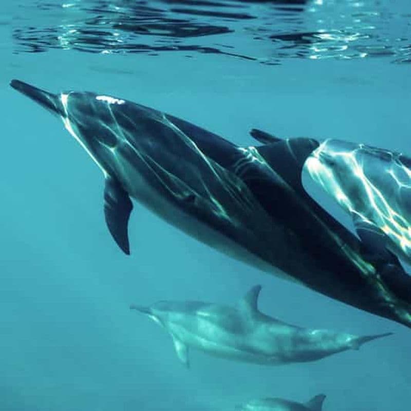 Billet Mascate : bateau privé de 3 heures avec plongée en apnée