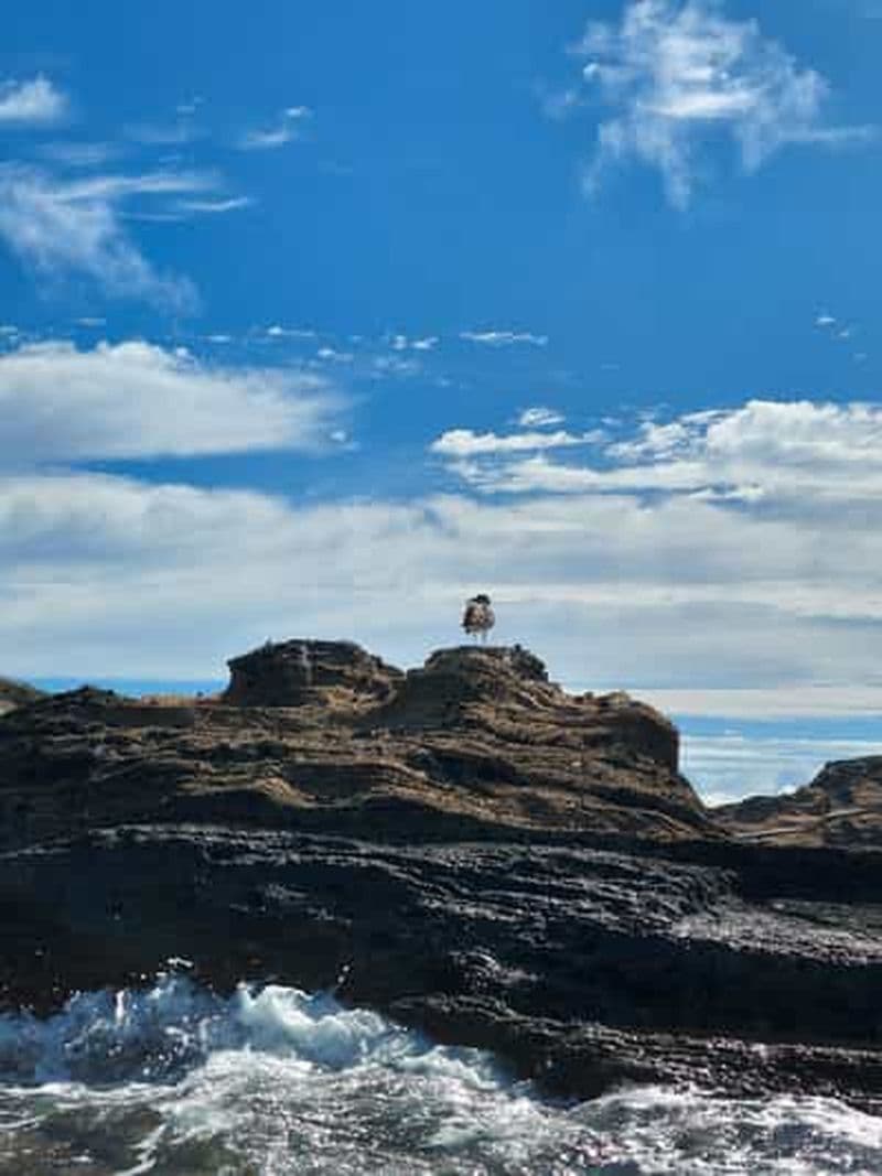 Billet Vila Franca do Campo : Observation de la vie marine des oiseaux et visite de l'îlot