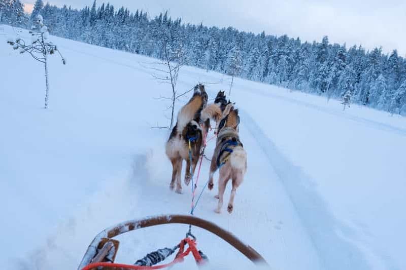 Billet Rovaniemi : Safari en chiens de traîneau dans la nature sauvage de Laponie 7,5 km