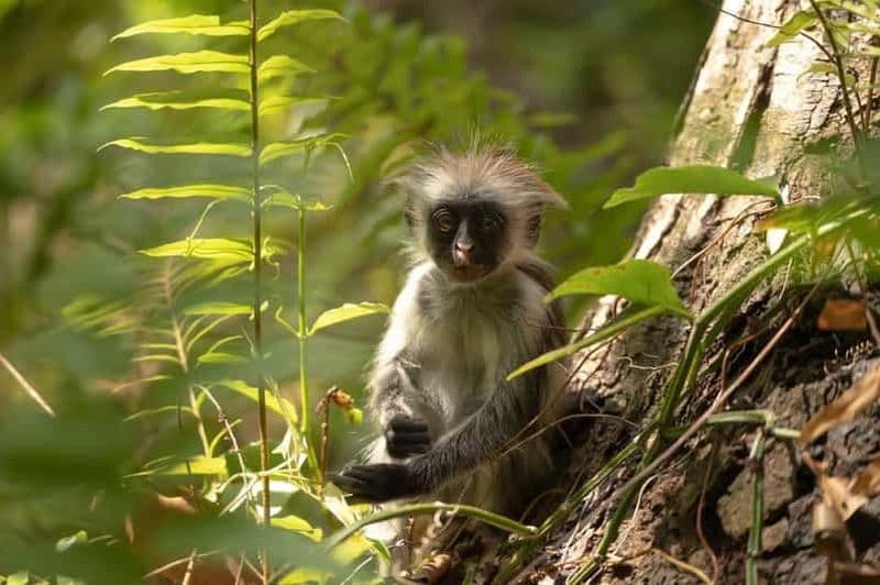 Billet Jozani, Salaam, étoile de mer, plongée avec tuba, The Rock, Kuza, Paje