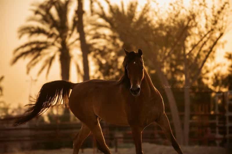 Billet Abou Dabi : Promenade à cheval pittoresque dans le désert d'Al Wathba