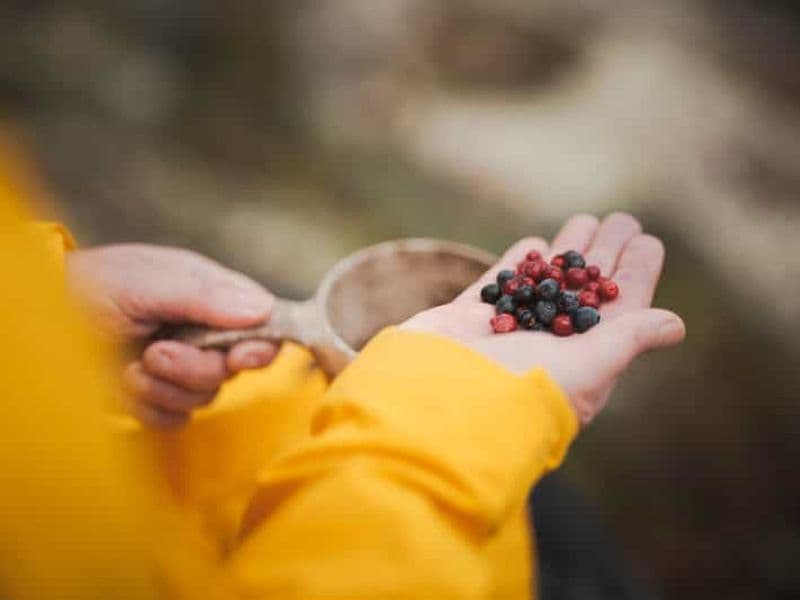Billet Rovaniemi : cueillette de baies et préparation d'une tarte