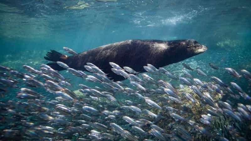 Billet Au départ de La Paz : Circuit requins-baleines et lions de mer