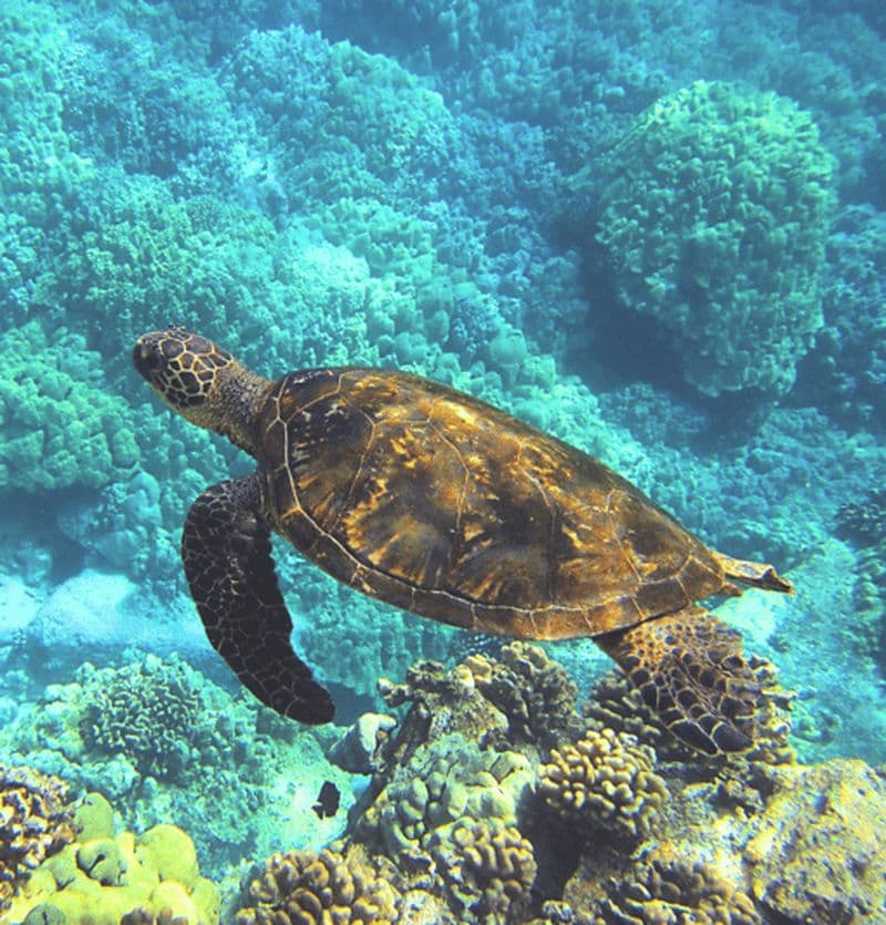 Billet Sortie Snorkeling en palmes, masque, tuba sur la barrière de corail !