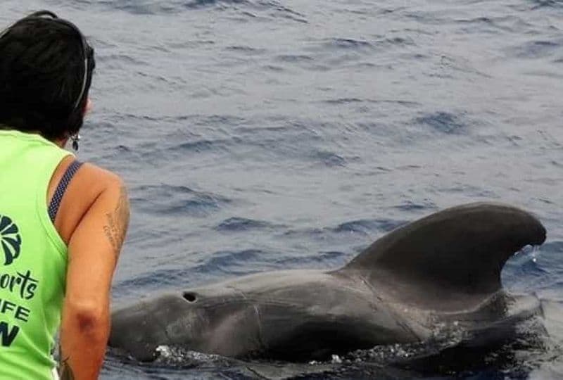 Billet Los Cristianos : croisière respectueuse sans poursuite des baleines et dauphins